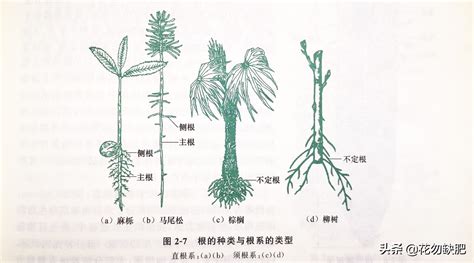 植物的功用|植物